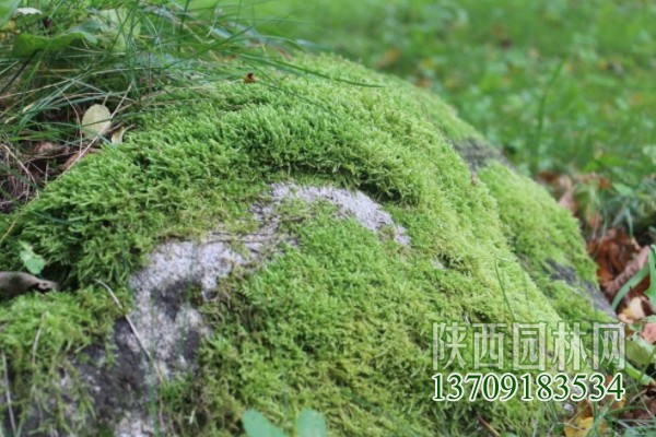 常见的10种苔藓植物 苔藓植物都有哪些