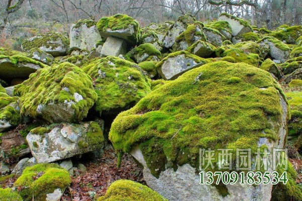 常见的10种苔藓植物 苔藓植物都有哪些