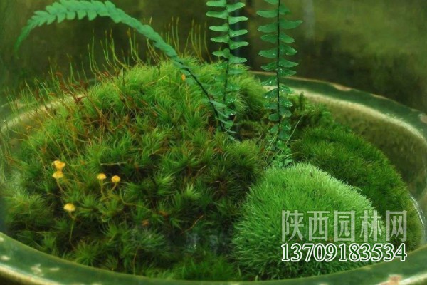 常见的10种苔藓植物 苔藓植物都有哪些