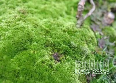 绿苔是什么植物类别插图