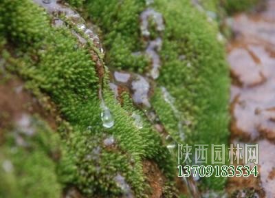 绿苔是什么植物类别插图2